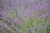 What’s so low about Nepeta ×faassenii ‘Walker’s Low’? Nothing!