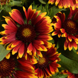 Blankets of Flowers ~ Gaillardia 