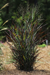 Switch on Year-Round Interest with Panicum