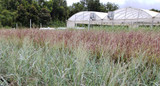 A Bread-&-Butter Garden Gem (Panicum) 