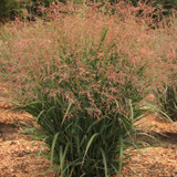Panicum virgatum ~ The Dream Catcher® Series