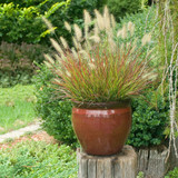 An AWWW!-some Little Garden Cutie (Pennisetum Burgundy Bunny) 