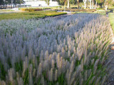 A Fountain of Choices! Chapter 3 (Pennisetum) 