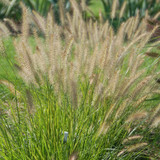 Just When You Think You’ve Seen It All...Pennisetum ‘Yellow Ribbons’