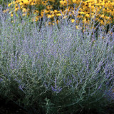 “Russian Sage” is Neither (Perovskia) 