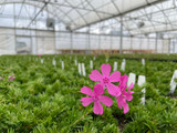 Don’t let spring creep up on you! Phlox subulata