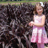 Hear ye! Hear ye! ROYAL COLLECTION PENNISETUM