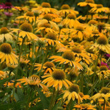 An Artisan in the Garden - Echinacea xhybrida Artisan™ Collection