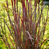 BLOOMS IN THE BOTTLE: Part 3 (Andropogon Rain Dance) 