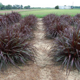 Hear ye! Hear ye! ROYAL COLLECTION PENNISETUM