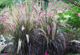 Pennisetum 'Rubrum' - Sets Sales on Fire.