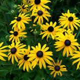 The Triumphant Return of the Native (Rudbeckia fulgida ‘Goldsturm’) 