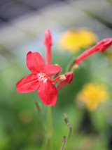 Ruellia elegans Ragin' Cajun™ likes it HOT! 