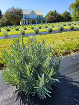 ﻿Mmmmm… What’s that smell? Lavandula angustifolia  