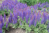 Sometimes it’s Good to Have the Blues  (Salvia nemorosa Blue Hill)