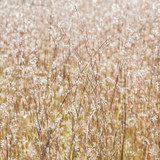 AND THEN THERE WERE FOUR ~ 2022 Perennial Plant of the Year! (Little Bluestem) 