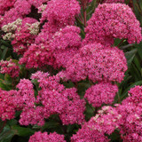 A SUPERB SUCCULENT SELECTION – ON SALE! World-class, award-winning Sedum