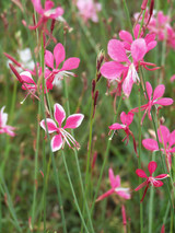 The Lovely Wand Flower: Garden Magic!  (Gaura lindheimeri)