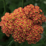 Evening Blooms Early - Achillea Desert Eve™ series