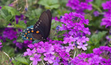 When the Emperor had Purple Clothes  (Verbena xcanadensis ‘Homestead Purple’) 