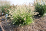 Tie One On! Pennisetum ‘Yellow Ribbons’