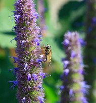 A Lick of Licorice (Agastache ‘Mango Tango’ & ‘Rosie Posie’) 