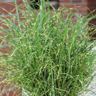 Smart Growers know Smart Grasses - Infertile Miscanthus 