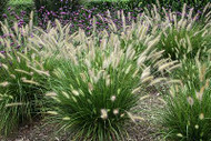 Warm Season Grasses ~ Pennisetum alopecuroides