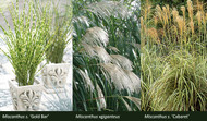 Bring the Heat with Warm Season Grasses - Miscanthus 