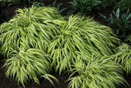 Plant It Where the Sun Don't Shine...Hakonechloa macra