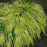 Golden Grassy Glory - Hakonechloa