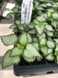 Pretty plant. Not so pretty name! (Lamium maculatum) 