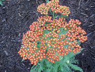 OUTSTANDING & UPSTANDING! Achillea Sassy Summer Series