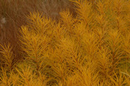 How Do You Make A Great Thing Better? Just add Butterscotch™ (Amsonia) 