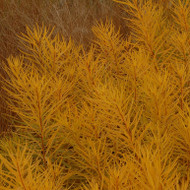 Blue Star Goes Golden - Amsonia xButterscotch Unwrapped
