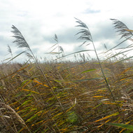 Big Bluestem: Where Pretty Meets Tough