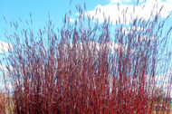 Exceptional, Intrinsic Selections of Big and Little Bluestem