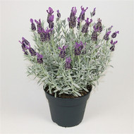 Mmmmm… What’s That Smell Again? Wait, don’t tell me – it’s lavender, of course!
