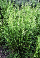 Deschampsia is Fine as Frog's Hair