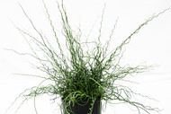 Rush! It's Time for a Twist.  Juncus