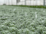 Artemisia, "A Garden Designer's Blue Ribbon Winner" 