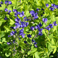 Baptisia australis  ﻿It’s To Dye For!