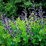 Baptisia australis, It's to Dye For!