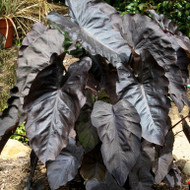 Get to Know Our Soft Side 2 - Colocasia 