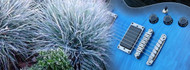 Battle of The Blues - Festuca Faves