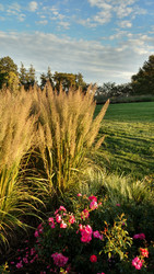 A Calamagrostis Built for Summer!