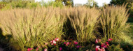 Built for Heat, Calamagrostis a. var. brachytricha Caspian