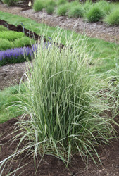 Lower Energy Costs with Cool Season Calamagrostis 
