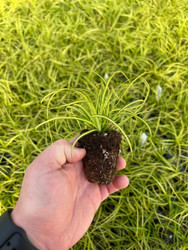 Get an Edge with Easy Growing Carex EverColor 
