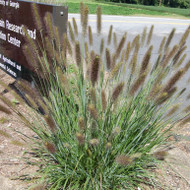 Pennisetum alopecuroides- The Infertile Collection